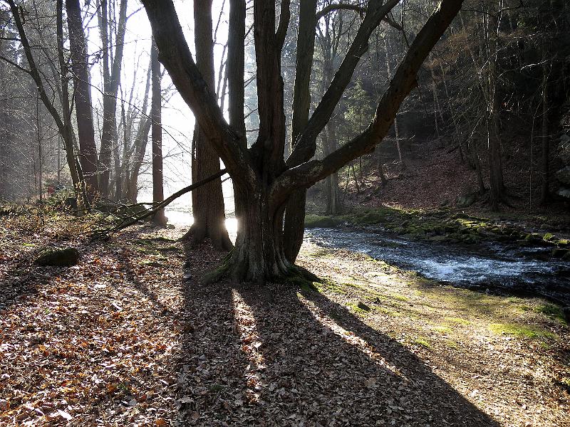 2014-03-09,_Polenztal (6).JPG